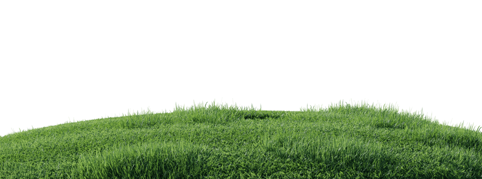 Close up flowers, green or dry grass isolated on transparent background. Realistic natural element for design. Bright 3d illustration png