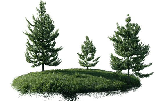 Round surface of Small Pine forest patch covered with flowers, green or dry grass isolated on transparent background. Realistic natural element for design. Bright 3d png