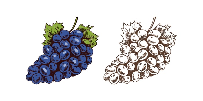 Organic food. Hand-drawn colored and monochrome vector sketch  of bunch of grapes. Doodle vintage illustration. Decorations for the menu and labels. Engraved image.