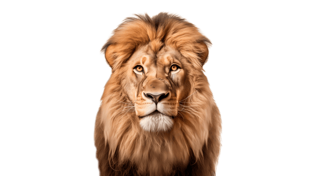 AI generated Lion animal cut out. Lion on transparent background png