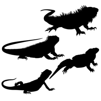 Set Vector Lizards black silhouette reptile icon illustration