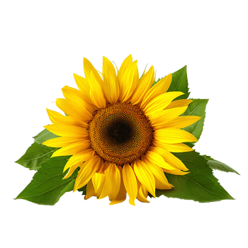 AI generated Sunflower PNG. Sunflower flower isolated. Yellow sunflower fully bloomed PNG. Sunflower flat lay PNG. Yellow flower isolated png