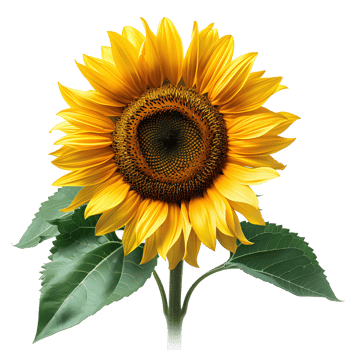 AI generated Sunflower PNG. Sunflower flower isolated. Yellow sunflower fully bloomed PNG. Sunflower flat lay PNG. Yellow flower isolated png
