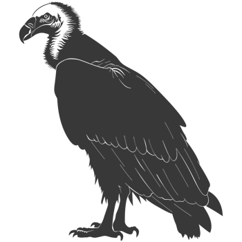 AI generated Silhouette vulture bird animal black color only png