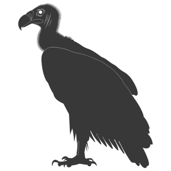 AI generated Silhouette vulture bird animal black color only png