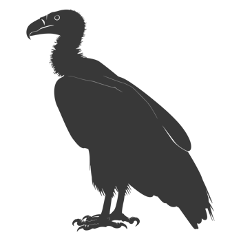 AI generated Silhouette vulture bird animal black color only png