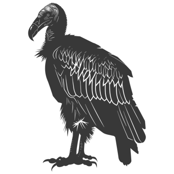 AI generated Silhouette vulture bird animal black color only png
