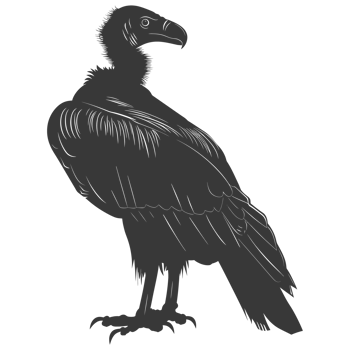 AI generated Silhouette vulture bird animal black color only png