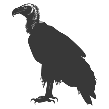 AI generated Silhouette vulture bird animal black color only png