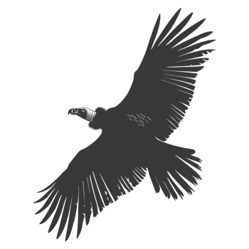AI generated Silhouette vulture bird animal fly black color only png