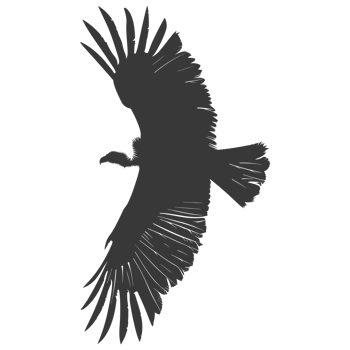 AI generated Silhouette vulture bird animal fly black color only png