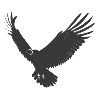 AI generated Silhouette vulture bird animal fly black color only png