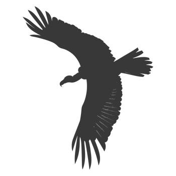 AI generated Silhouette vulture bird animal fly black color only png