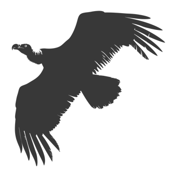 AI generated Silhouette vulture bird animal fly black color only png