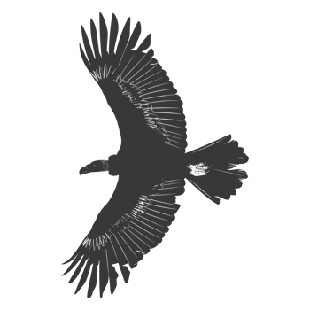 AI generated Silhouette vulture bird animal fly black color only png