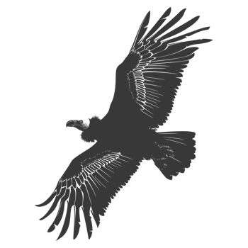 AI generated Silhouette vulture bird animal fly black color only png