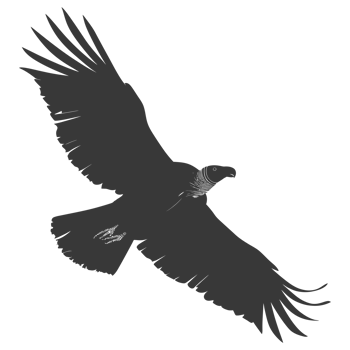 AI generated Silhouette vulture bird animal fly black color only png