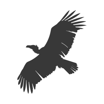 AI generated Silhouette vulture bird animal fly black color only png