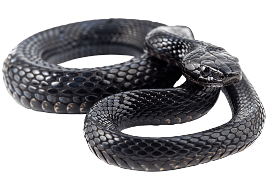 AI generated Black coiled snake with shiny scales on transparent background - stock png. png
