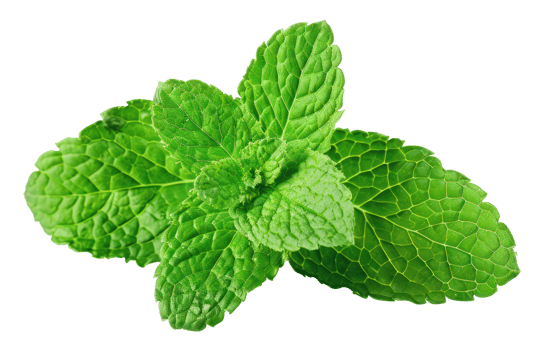 AI generated Fresh green mint leaves on transparent background - stock png. png