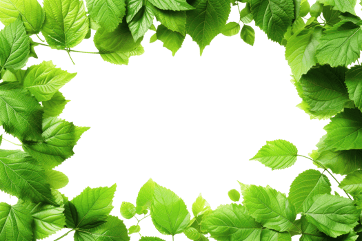 AI generated Beautiful green frame with leaves on a transparent background png