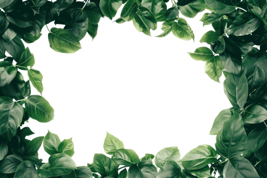 AI generated Beautiful green frame with leaves on a transparent background png