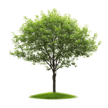 Green tree on a transparent background png