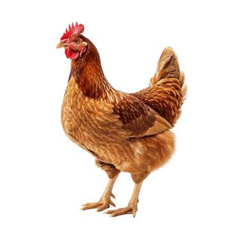 AI generated Chicken isolated on transparent background png