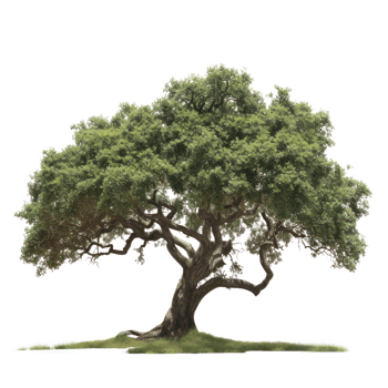 Green tree on a transparent background png