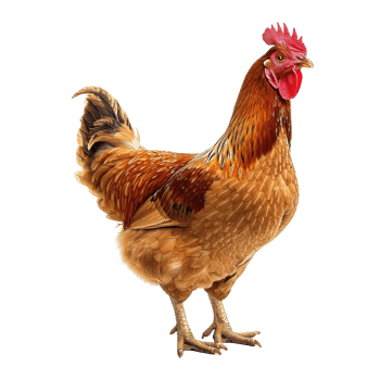 AI generated Chicken isolated on transparent background png