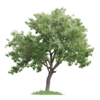 Green tree on a transparent background png