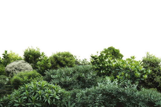 AI generated Lush green bush on a transparent background png