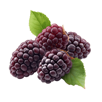 AI generated Fresh Mulberries pile on the floor, Healthy organic berry natural ingredients concept, AI generated, PNG transparency