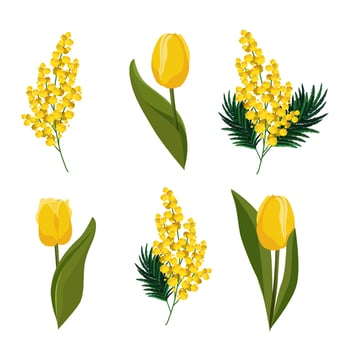Spring isolated yellow tulips and mimosa. Vector clipart with flowers for design, greeting card, banner, board, flyer, sale, poster