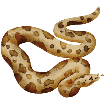 watercolor snake illustration png