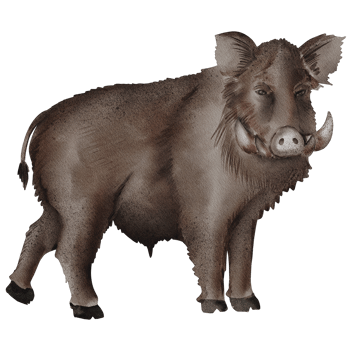 watercolor wild boar illustration png