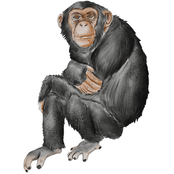 watercolor monkey chimpanzee illustration png