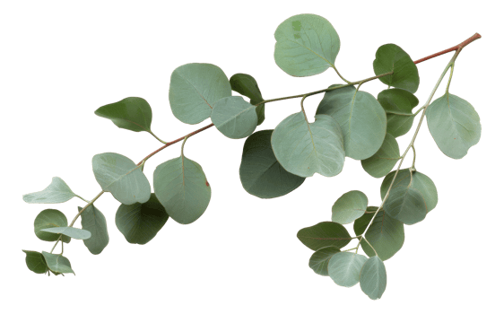 AI generated Green eucalyptus branch with leaves on transparent background - stock png. png