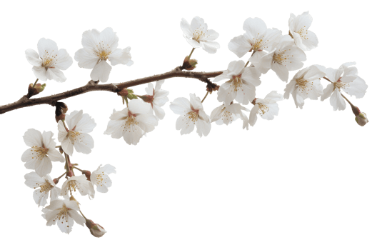 AI generated White cherry blossoms on branch on transparent background - stock png. png