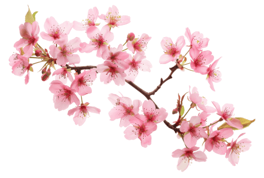 AI generated Pink cherry blossoms on branch on transparent background - stock png. png