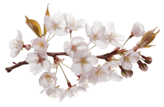 AI generated White cherry blossoms on branch on transparent background - stock png. png