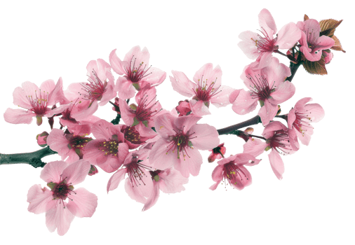 AI generated Pink cherry blossoms on branch on transparent background - stock png. png