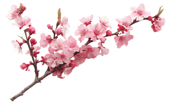 AI generated Pink cherry blossoms on branch on transparent background - stock png. png