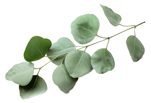 AI generated Green eucalyptus branch with leaves on transparent background - stock png. png