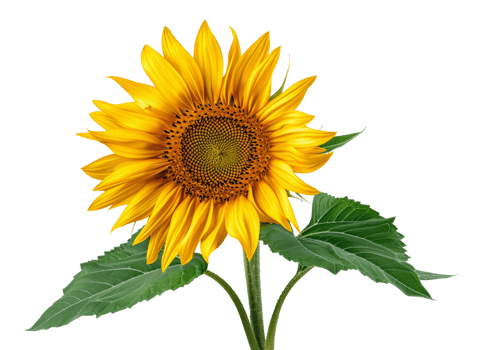 AI generated Vibrant sunflower with lush yellow petals on transparent background - stock png. png