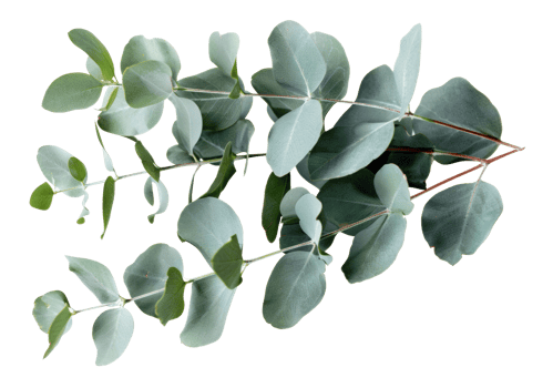 AI generated Green eucalyptus branch with leaves on transparent background - stock png. png