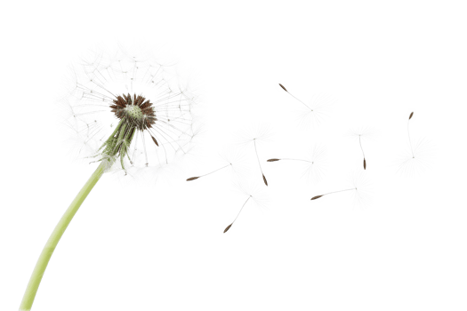 AI generated Dandelion with seeds blowing away on transparent background - stock png. png