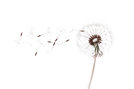 AI generated Dandelion with seeds blowing away on transparent background - stock png. png