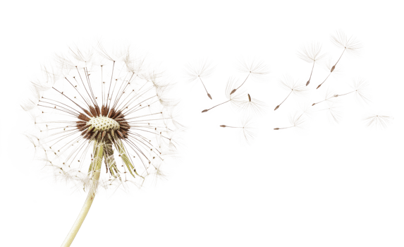 AI generated Dandelion with seeds blowing away on transparent background - stock png. png