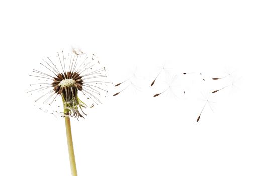AI generated Dandelion with seeds blowing away on transparent background - stock png. png